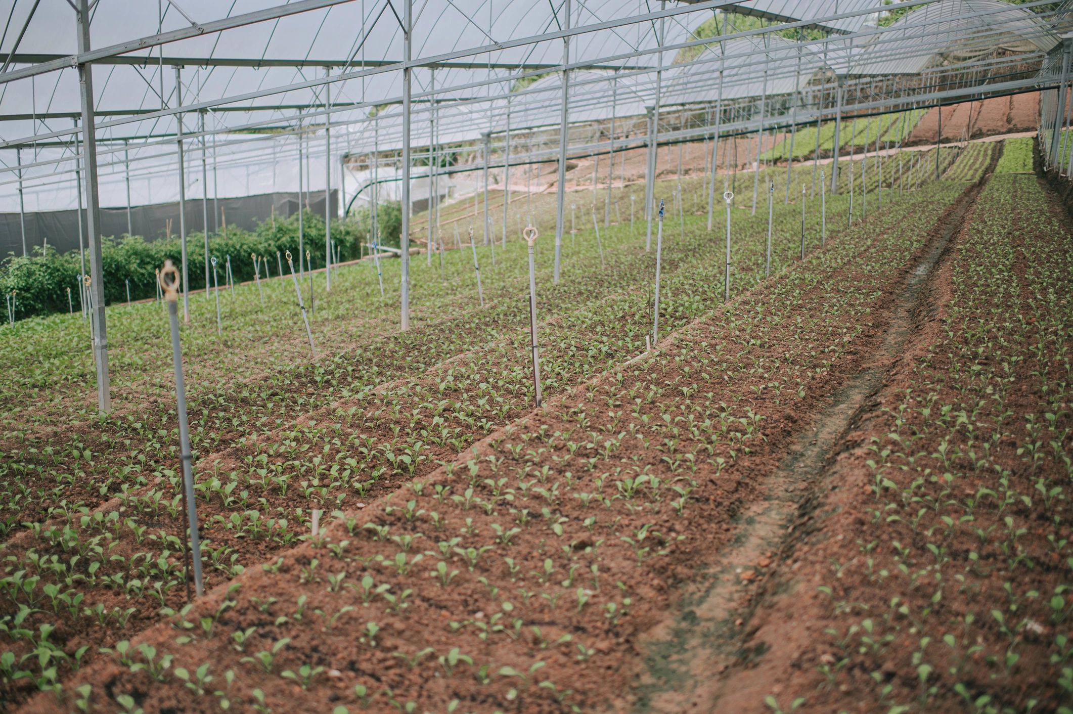 Invernadero con filas de plantas en cultivo