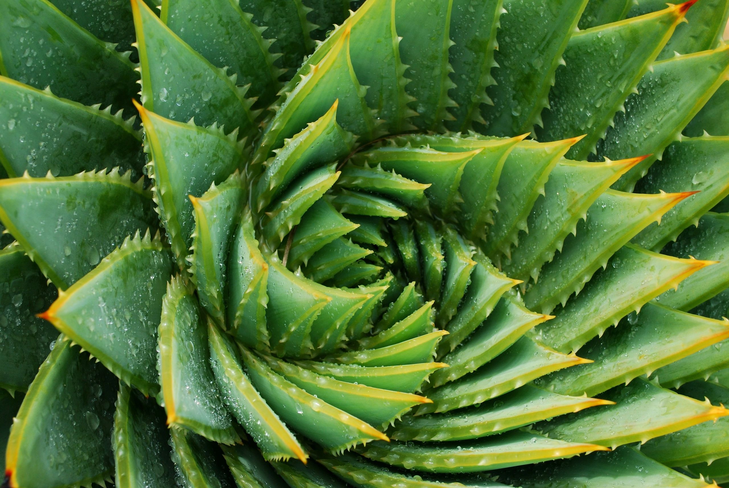 Detalle en espiral de suculenta verde (Aloe polyphylla)