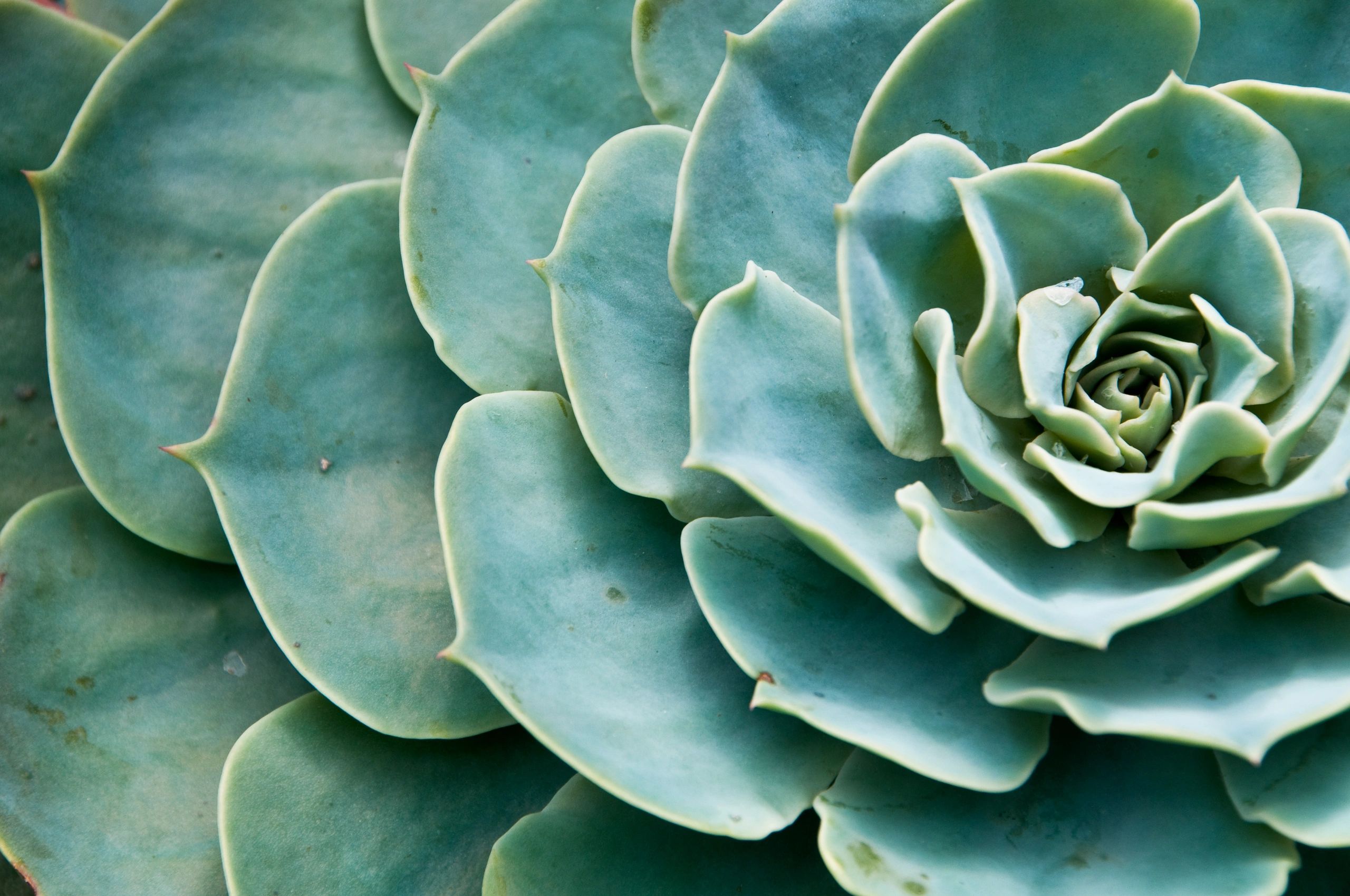 Rosetas geométricas de suculenta tipo agave en primer plano