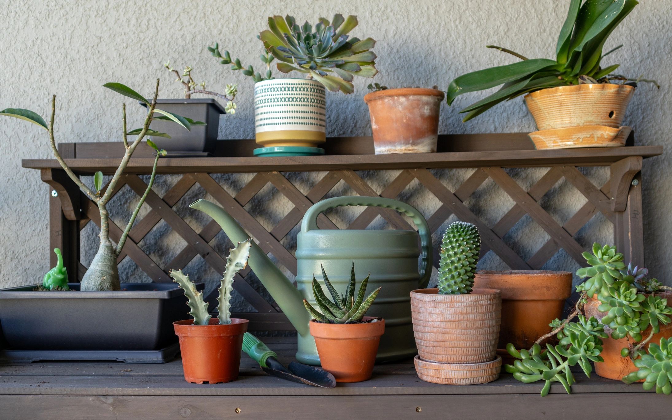 Mesa de trasplante con suculentas y herramientas
