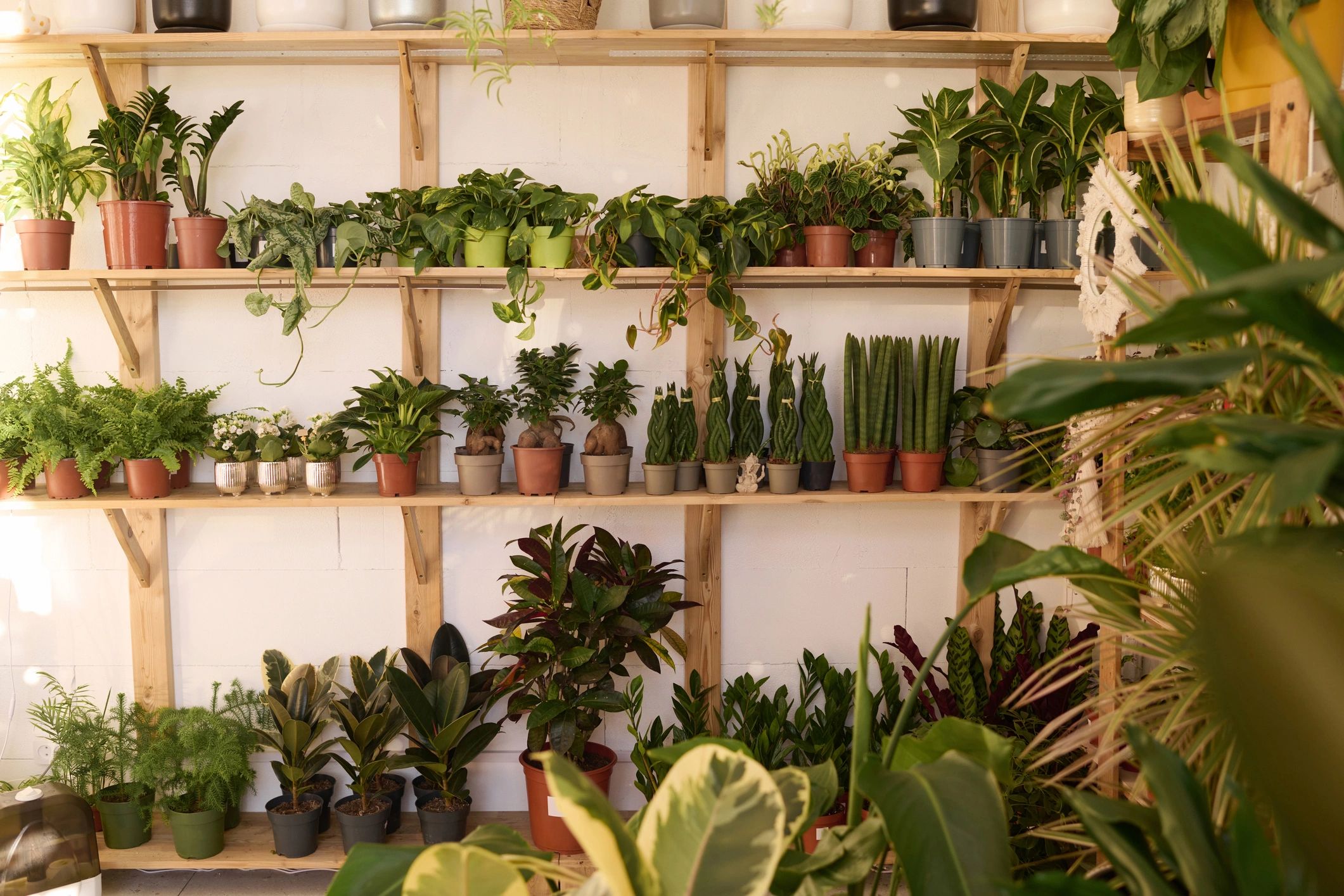 Estanterías con plantas en macetas en interior de tienda, con espacio para texto