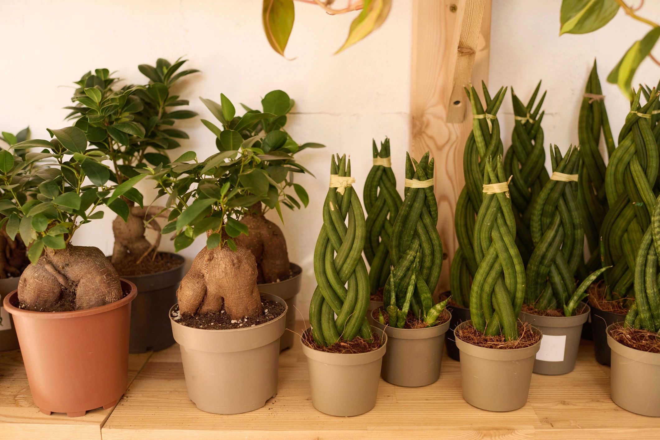 Plantas de interior en estantería de madera en tienda moderna