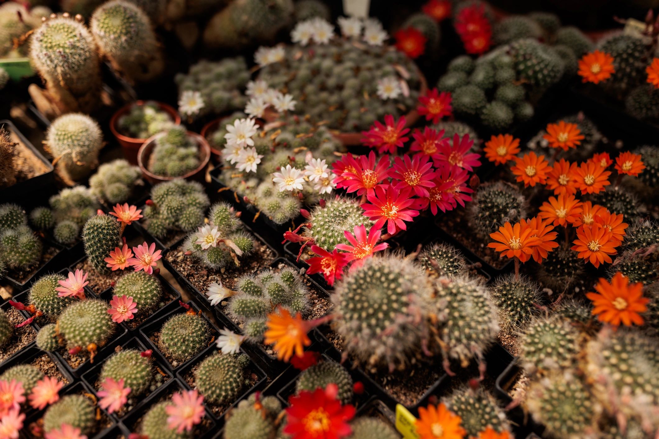 Colección de cactus en macetas con flores naranjas