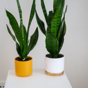 Snake plant (Sansevieria) en macetero minimalista para oficina o hogar sobre fondo claro