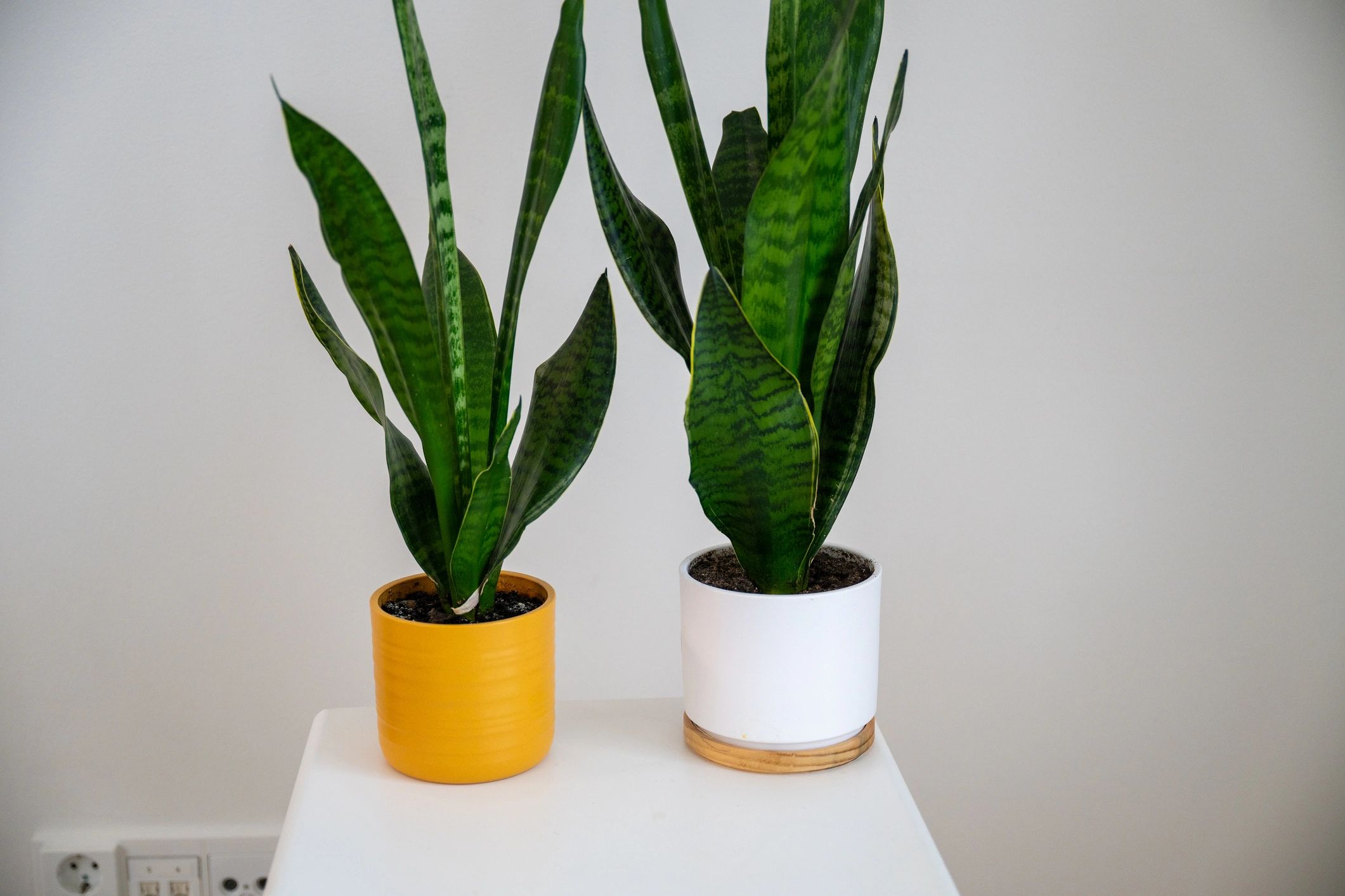 Sansevieria en maceta minimalista sobre fondo claro