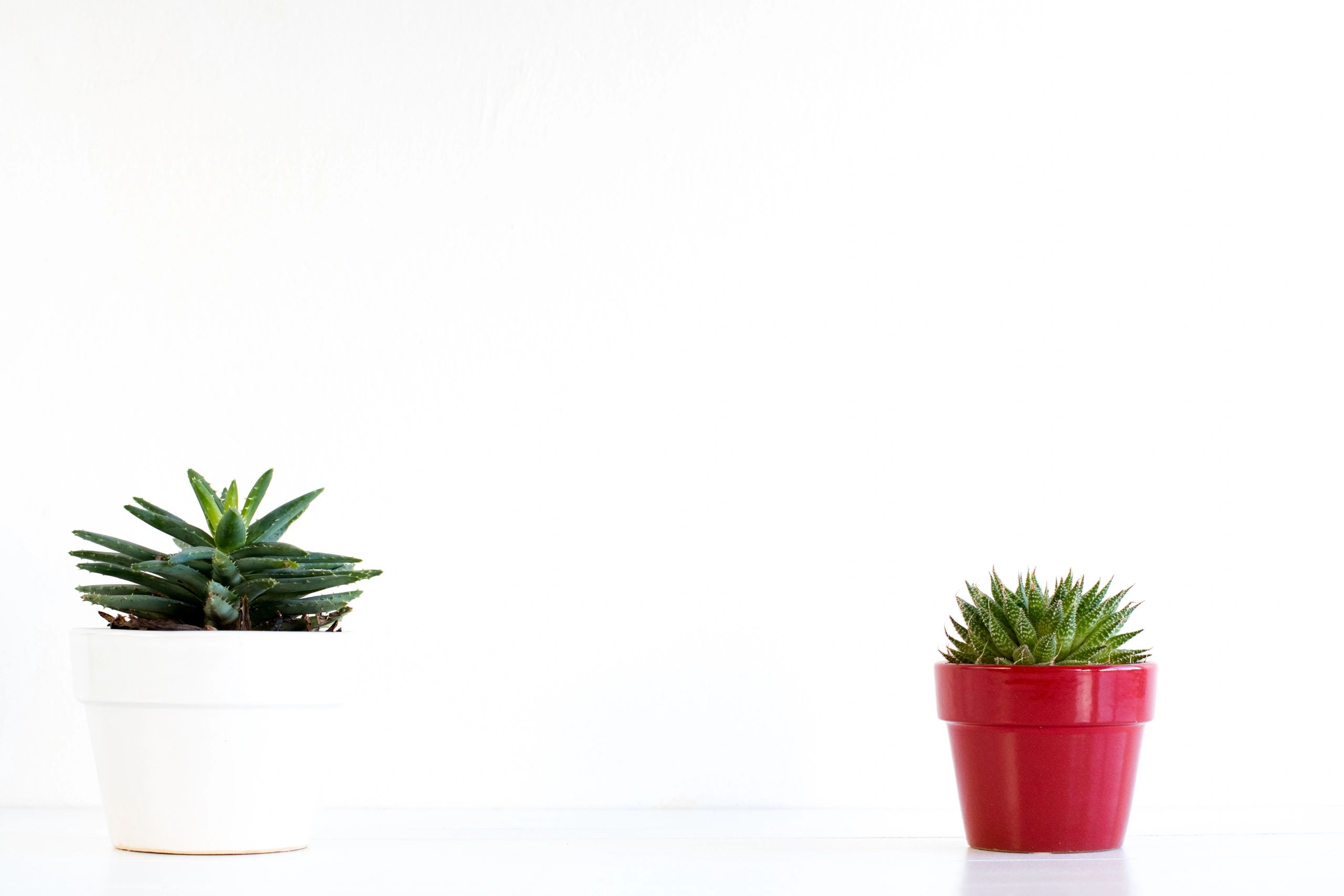 Suculentas en macetas de colores